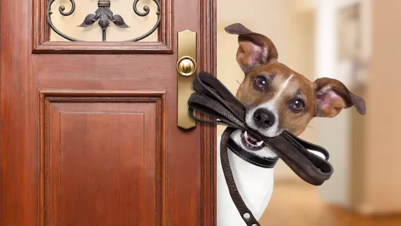 A dog holding a leash looking around an open front door