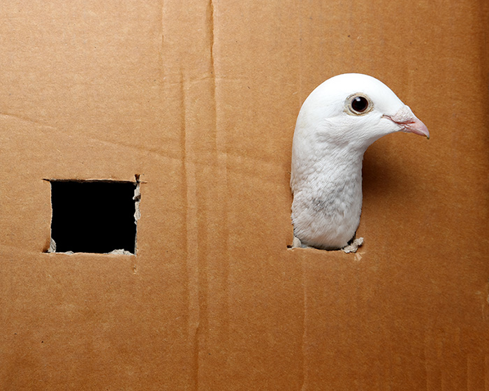 Dove sticking head out of cardboard boxs
