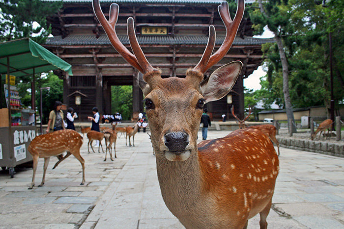 Several deer roaming at temple