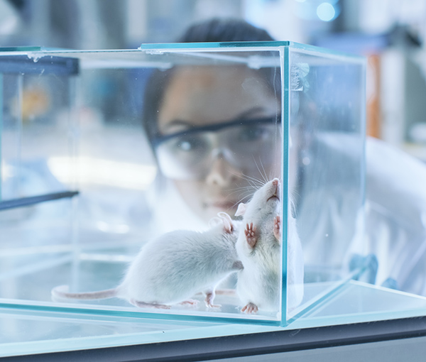 Scientist viewing rats in a cage