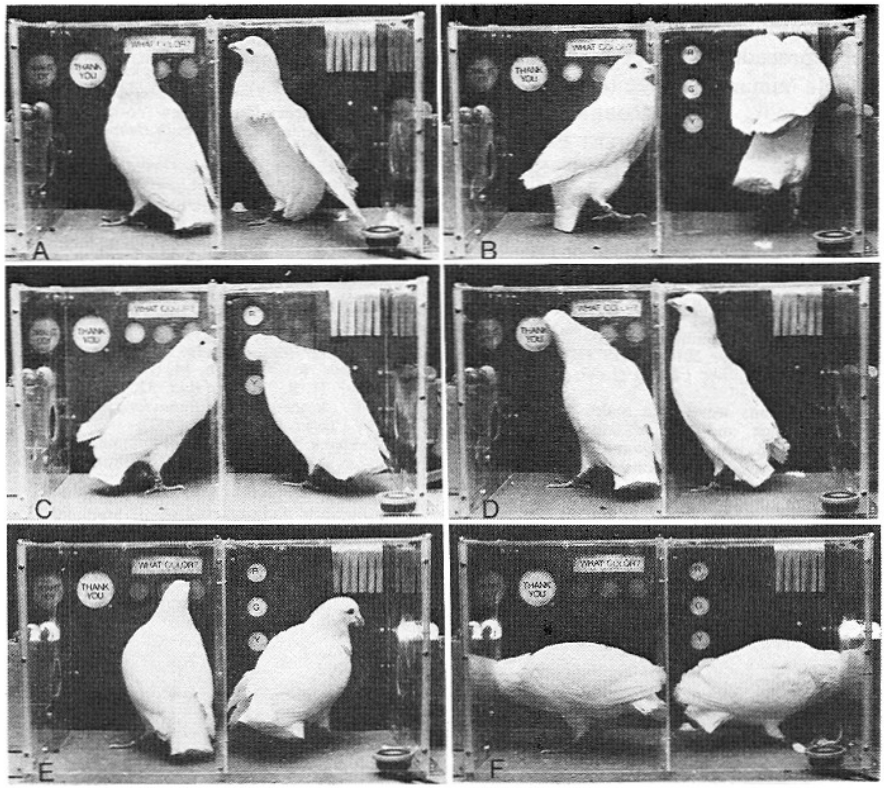 Image via 1980 publication Symbolic Communication Between Two Pigeons (Columba livia domestica), by Robert Epstein, Robert P. Lanze, and B. F. Skinner
