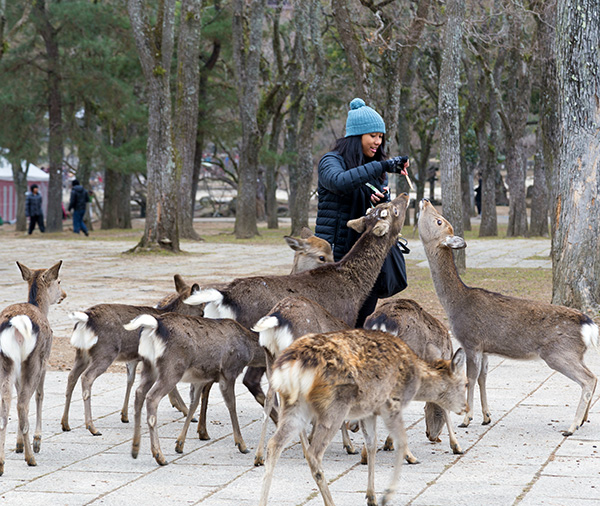 Girl surrounded by deer