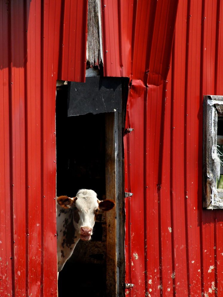Cow Peeking Out of the Barn 