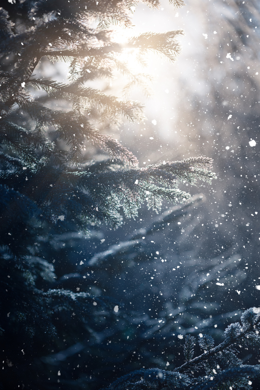 Snow falling on a pine tree