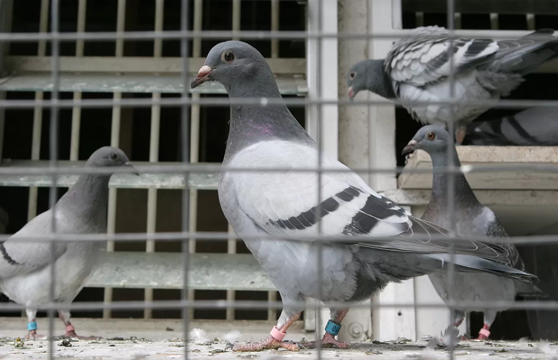 Pigeons Skinner Box