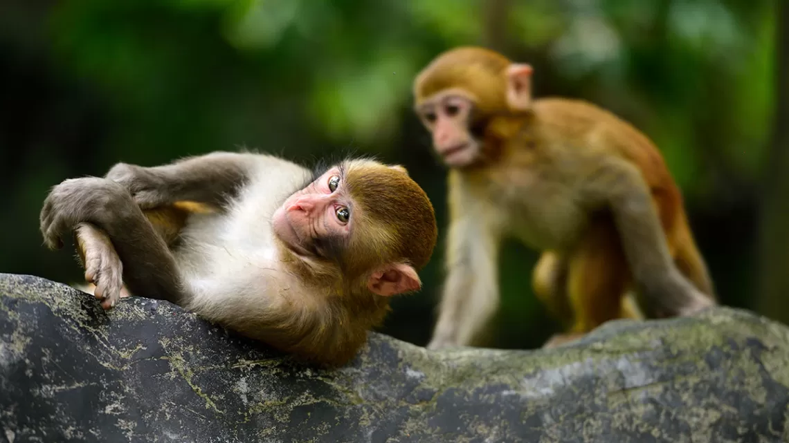 Small Monkeys on a Branch