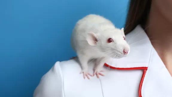 Lab rat on scientist's shoulder