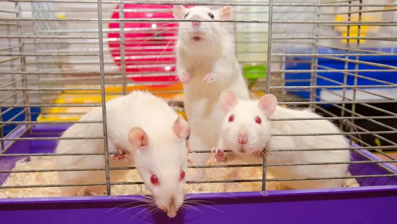 3 rats in a cage