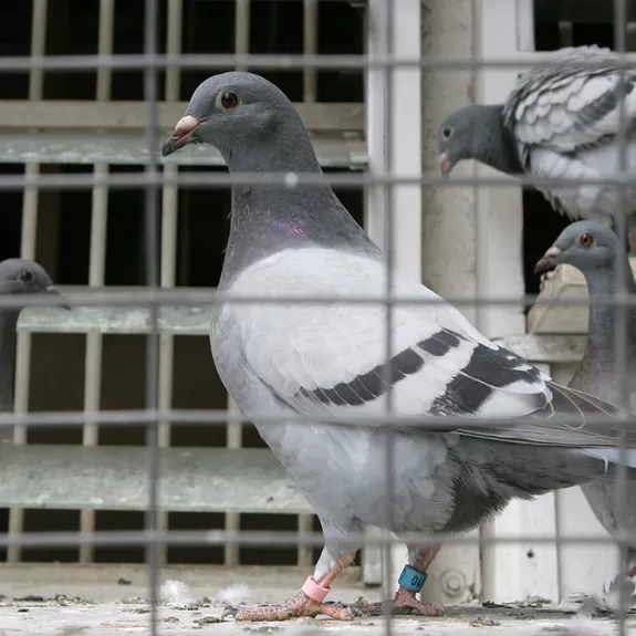 Pigeons Skinner Box