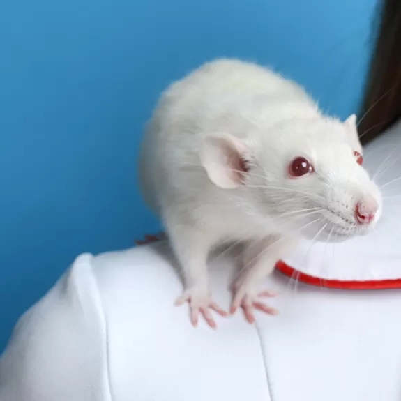 Lab rat on scientist's shoulder