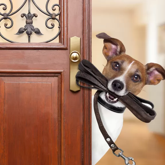 A dog holding a leash looking around an open front door